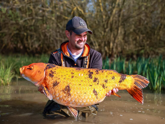 674279938_1550423630421564_6758789484585577288_n(1) 17.3 kilos koi Rivalais
