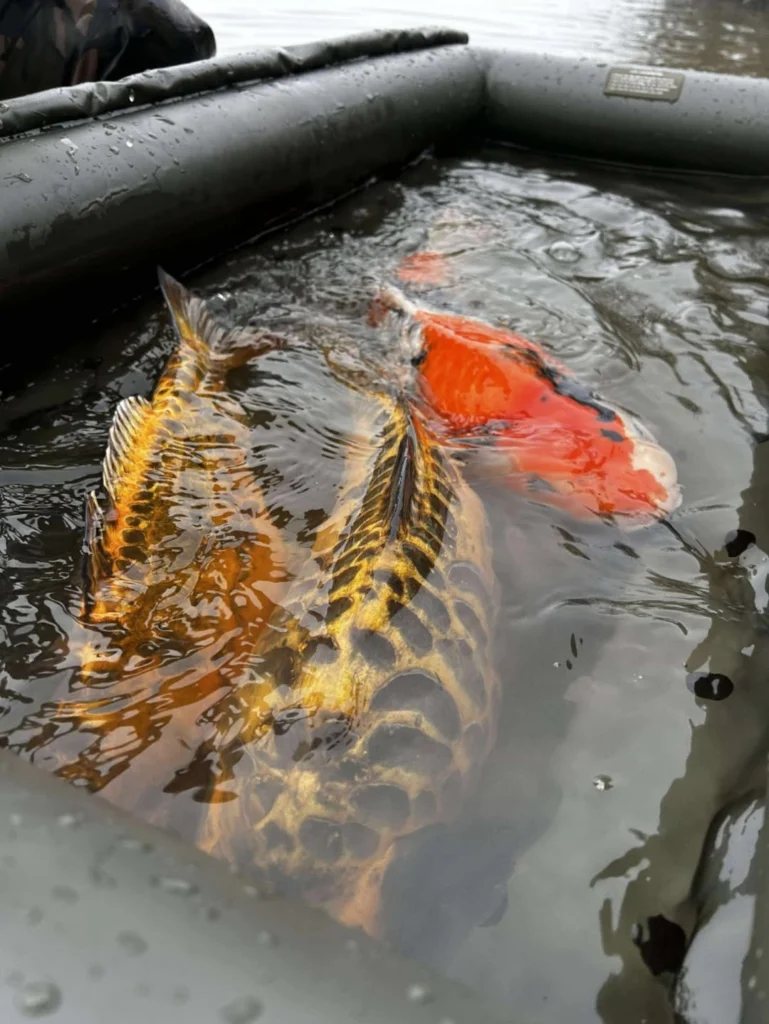 Oups, je crois que le père Noël est en avance cett...