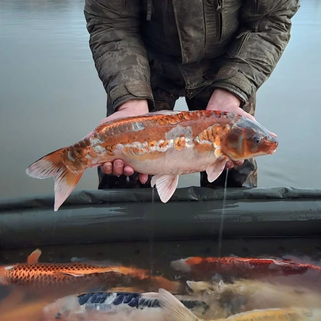 Une des 11 koïs, sélectionnées parmi le gros lot d...